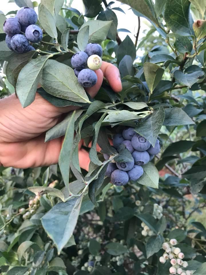 Berries | Home Grown East Texas